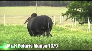 Mr. H Polaris Manso 73/9