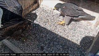 Cal Falcons: Sol Nudges Annie from Nest  Does her Best Mom Impression  2024 Jul 6