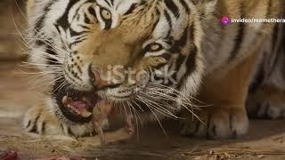 Tigers: The Majestic Beasts of the Wild