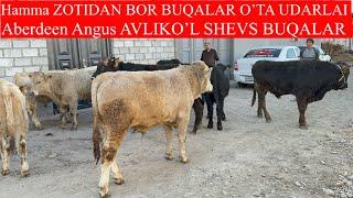 Hammasidan bor ABERDEEN ANGUS AVLIKO’L SHVES BUQALARNI UDARLARI KELGAN VELIKANLARI