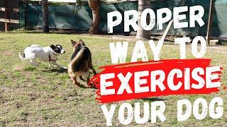 Best way to exercise your dog