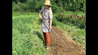 Tips for Sowing Carrots