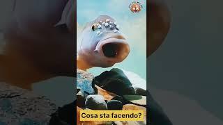 Cosa sta facendo? | pet fix Milan #fish