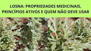 LOSNA: PROPRIEDADES MEDICINAIS, PRINCÍPIOS ATIVOS E QUEM NÃO DEVE USAR