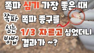 김장용 쪽파심는 시기와 방법 쪽파종구를 1/3 자르고 심었더니 쪽파심기 딱 좋은 때는