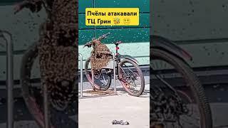  Пчёлы атаковали ТЦ Грин в Минске #новости #беларусь