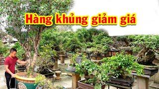 Đợt này giảm giá nhiều cây đẹp, sanh nam điền, mộc, cóc, sam hương