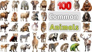 Animals Vocabulary ll 100 Common Animals Name In English With Pictures ll List of Animals in English