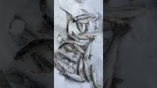 Чуток половили #зима #рыбалка #чебак #горнаярека #снегоход