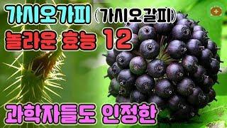 과학자들도 인정한 가시오가피의 놀라운 효능 12 | SHARE 건강정보