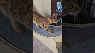 axel and his wheel. #viralvideo #cat #trending #shorts #fyp #love