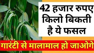 42 हजार रुपए किलो बिकती है यह फसल. Profitable crop, vanilla farming, agri business, earn money