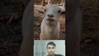 New Vision: The Heartwarming Story of a Bespectacled Goat