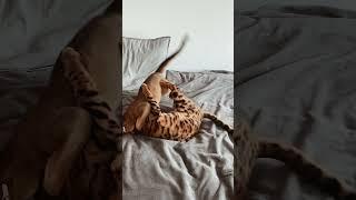Битва века котов cat fight shorts short