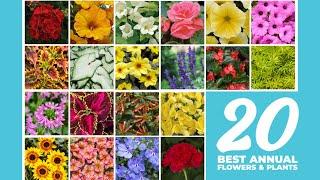 Our 20 Best Annual Flowers & Plants