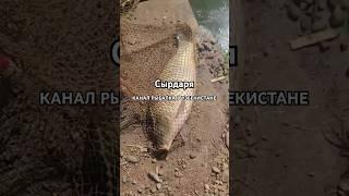 САЗАН НА 4 КГ СЫРДАРЯ РЫБАЛКА В УЗБЕКИСТАНЕ #shortsyoutube #видеорыбалка #рыбалкавидео #shortsvideo