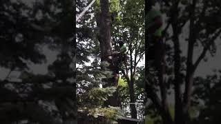 Top priority tree service clips