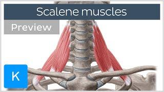 Scalene muscles: origins, insertions, innervation and actions (preview) - Human Anatomy | Kenhub