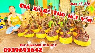 Phôi mai đế đẹp giá rẻ 3/11 #chịnhí0939693642 |MaivàngThanhTâm