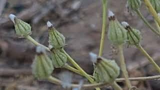 ניסנית ארץ ישראלית Crepis palaestina سراغة Скерда