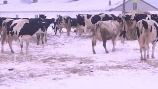 80 коров и 10 тысяч кг молока. Доярки ЗАО «Глинки» дают высокие показатели