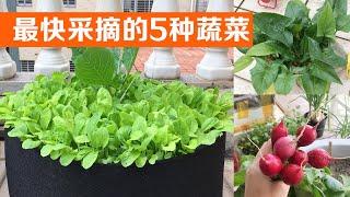 在阳台种植，最快采收的5种蔬菜｜The five fastest vegetables to harvest