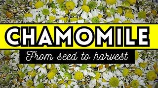 Avoid This Mistake When Growing Chamomile From Seed  // How To Grow, Harvest, & Make Chamomile Tea