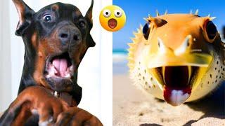 Funny Animal Videos 2023 - Comedy Voiceover! #12