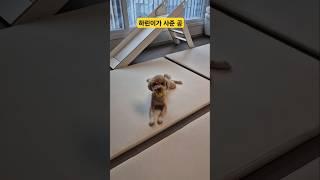 (하린루 TV) 누나한테 장난감 선물 받았어요 #shorts #강아지 #말티푸 #장난감 #maltipoo #애견 #애견인소통