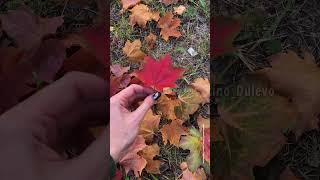  Осень в Ликино-Дулёво 