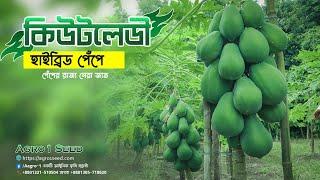 ফলনে সেরা কিউট লেডি পেঁপে । Agro1 seed