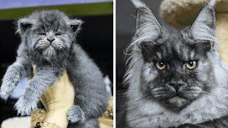 This Entire Litter Of Maine Coon Kittens Were Born With 'Grumpy' Faces And They're Adorable