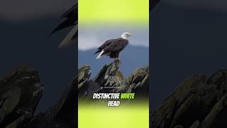 Incredible Eagle Fun Facts You Never Knew!
