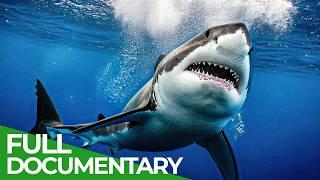 Sharks: The Big Five – Ocean’s Ultimate Predators | Free Documentary Nature