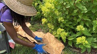 Sheet Mulching a garden edge