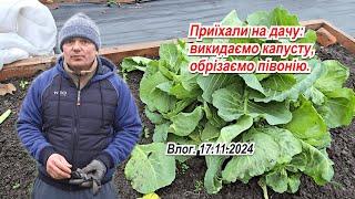 Листопад на дачі- порізали півонію та спаржу, викидаємо молоду капусту та інше.