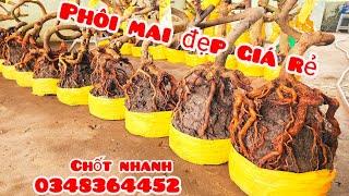 Phôi mai giảo đẹp giá rẻ 6/11 #aHùng0348364452 |MaivàngThanhTâm