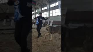 гигант алабай Ики-Тек из Александровой слободы.