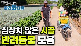 누가봐도 심상치 않은 시골 마을 반려동물들 모음｜#골라듄다큐