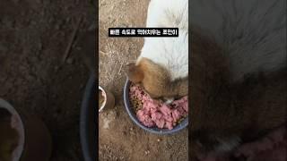 혼자 남은 시골강아지 허기짐 해소 1탄