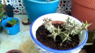 Reproducir plantas grasas o cactus