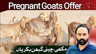 Pregnant Goats | makhi chini goats | 4 March 2025 | goat farming |