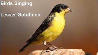 Birds Singing - Lesser Goldfinch - Sounds of Nature