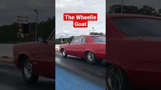 The Wheelie Goat Driven by Charlie CC Cimino
