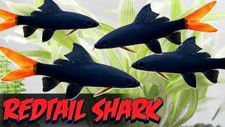 The Only Red Tail Shark Video You Need to Watch (Epalzeorhynchos Bicolor) - Care, Breeding Tankmates