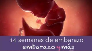 14 semanas de embarazo - Cuarto mes - EMBARAZOYMAS