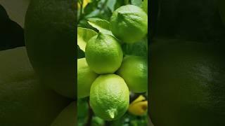 Grow lemon in your Own Garden by cutting #gardening #lemontree