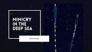 The Mesmerising World of Deep Sea Mimicry