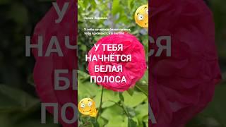 У тебя начнётся белая полоса  / Эзотерика Гороскоп Астрология Знаки Зодиака