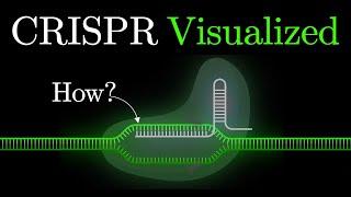 But what is CRISPR-Cas9? An animated introduction to Gene Editing. #some2